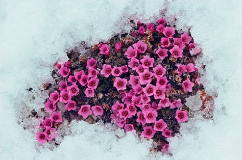 Purple saxifrage is one of the first tundra plants to flower in the Arctic. Purple Saxifrage, Arctic Plants, Tundra Plants, Touchstarved Game, Plants With Names, Arctic Flowers, Tundra Biome, Nunavut Canada, Ouroboros Tattoo