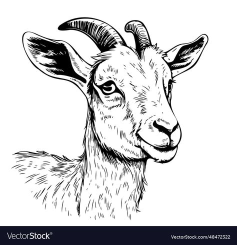 Farm Animal Sketches, Goat Drawing Sketch, Goat Drawing Easy, Goat Drawings, Goat Sketch, Goat Drawing, Goat Illustration, Goat Picture, Goat Pen