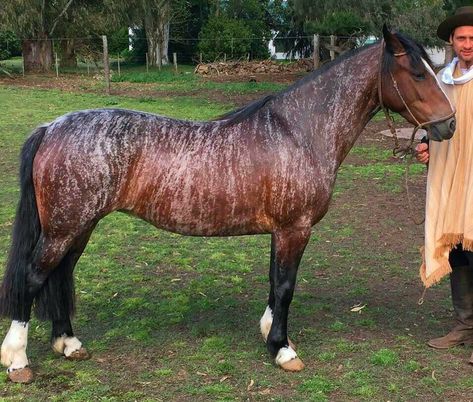 Criollo Brindle Horse, Rare Horse Colors, Rare Horse Breeds, Unusual Horse, Horse Markings, Rare Horses, Horse Colors, Horse Inspiration, Most Beautiful Horses