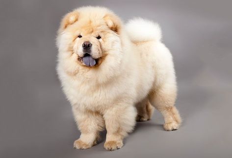 chow-chow Chow Dog Breed, Fluffy Dog Breeds, Baby Pomeranian, Big Fluffy Dogs, Chow Chow Puppy, Chow Chow Dogs, Lion Dog, Dog Information, Lhasa Apso