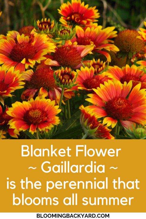 Blanket Flowers Perennials, Gaillardia Flower, Indian Blanket Flower, Bicycle Planter, Garden Ornaments Diy, Fall Flowers Garden, Long Blooming Perennials, Blanket Flower, Food Gardening