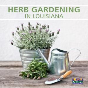 When To Plant Herbs Outside, Zone 9 Landscaping Louisiana, Herbs To Grow In Florida, Southern Alabama Gardening, Louisiana Vegetable Garden, Louisiana Native Plants, Louisiana Garden, Louisiana Gardening, Easy Herbs To Grow