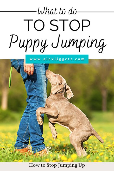 puppy jumping on people | puppy jumping | how to stop puppy jumping | stop puppy jumping | stop puppy jumping golden retriever | stop puppy jumping on counter | how to stop puppy jumping on people | how to stop puppy from jumping Golden Retriever Jumping, Bringing Home Puppy, Puppy Jumping, Shelter Dogs Adoption, Puppy Schedule, Puppy Announcement, Puppy Training Schedule, New Puppy Checklist, Jumping Dog