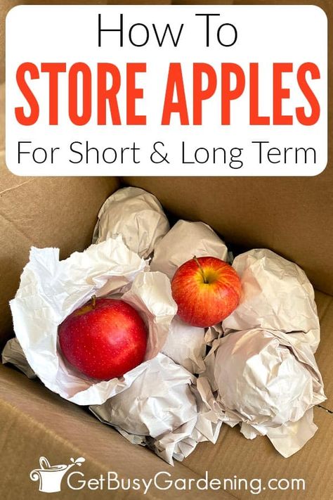 How To Keep Apples Fresh Longer, How To Store Apples Long Term, How To Store Apples For Winter, How To Preserve Apples In The Freezer, Best Way To Store Apples, Storing Apples For Winter, What To Do With Fresh Apples, How To Clean Apples, How To Preserve Apples