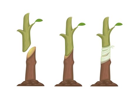 Plant grafting method process information illustration vector Information Illustration, Plant Grafting, Grafting Plants, Tree Saw, Plant Drawing, Plant Pictures, Propagating Plants, Cityscape Photos, Cat Aesthetic