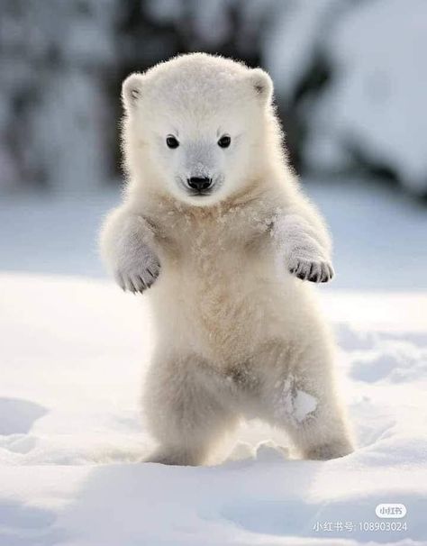 Photo Ours, Polar Bear Images, Heavenly Creatures, Baby Polar Bears, Cute Wild Animals, Cute Animal Photos, Cute Animal Pictures, Primates