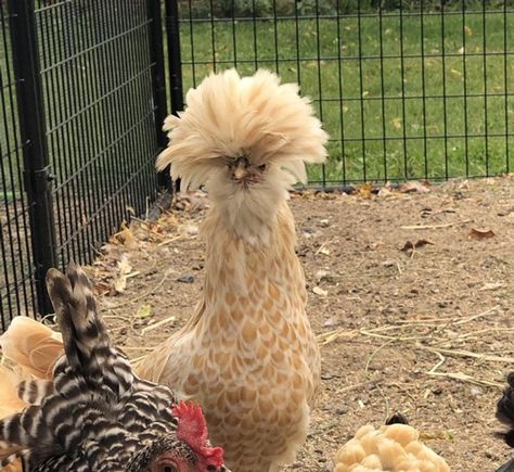 Chicken Breeds, Polish Chickens, Backyard Chickens Polish Frizzle Chicken, Polish Chickens, Frizzle Chickens, Polish Chicken, Raising Backyard Chickens, Prebiotics And Probiotics, Beautiful Yards, Egg Laying, Chicken Feed