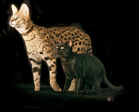 Savanna cat and regular cat Savannah Cat Full Grown, Savanna Cat, Average House, Savannah Cats, African Cats, Asian Leopard Cat, Serval Cats, Bengal Kitten, Bengal Cats