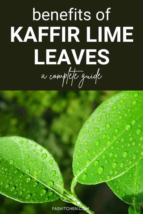 A Pinterest pin featuring Kaffir Lime Leaves with an easy-to-read guide. Learn about their nutrition, benefits, usage tips, and storage methods. A perfect resource for enhancing your dishes and embracing healthy cooking. #KaffirLimeLeaves #CookingTips #HealthyHerbs Lime Leaves, Planting Onions, Kaffir Lime Leaves, Healthy Herbs, Lime Tree, Kaffir Lime, Nutrition Health, Culinary Skills, Wonderful World