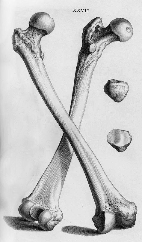 Scientific Illustration — corporisfabrica: The human femur is the longest,... Femur Bone Tattoo, Bones Illustration, Bone Drawing, Femur Bone, Skull Anatomy, Art Cabinet, Skeleton Drawings, Human Bones, Skeleton Bones