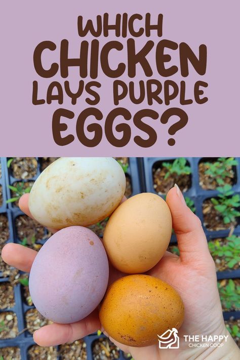 Purple Chicken Coop, Egg Colors By Breed, Chicken Egg Colors And Breeds, Chickens That Lay Colored Eggs, Chickens And Their Egg Colors, What Chickens Lay What Color Eggs, Chicken Breeds And Egg Color, How To Make Chickens Lay More Eggs, Small Chicken Breeds