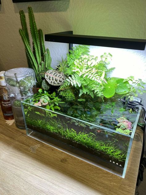 Old Fish Tank Ideas, Nano Pond, Water Terrarium, Indoor Pond, Fish Aquarium Decorations, Aquarium Garden, Fish Tank Design, Indoor Water Garden, Aquarium Terrarium