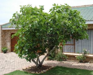 Dwarf fig tree Tree Garden Design, Fig Tree Plant, Tree Borders, Tree Lined Driveway, Ficus Tree, House Landscape, Fig Tree, Lush Garden, Garden Trees