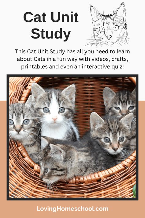 Cat Health Remedies, Cat Health Problems, Cat Problems, Cat Advice, Heartworm Prevention, Calming Cat, Sick Cat, Mean Cat, Cat Care Tips