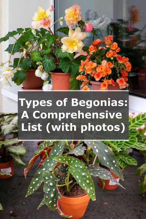 types of begonias in pots flowering Begonia Houseplant Varieties, Non Stop Begonias, Overwintering Begonias In Pots, Begonia Varieties And Names, Over Wintering Begonias, Indoor Begonia House Plants, Different Types Of Begonias, Begonia Landscaping Front Yards, Begonia Container Ideas