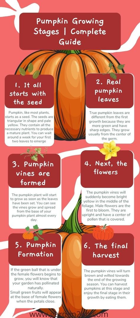 Pumpkin Growing Stages (Complete Guide) Planting Pumpkins How To Grow, How To Grow Pumpkins From Seeds, Grow Pumpkins From Seeds, Growing Pumpkin, When To Plant Pumpkins, Pumpkin Growing, Grow Pumpkins, Plant Parenthood, Companion Planting Chart