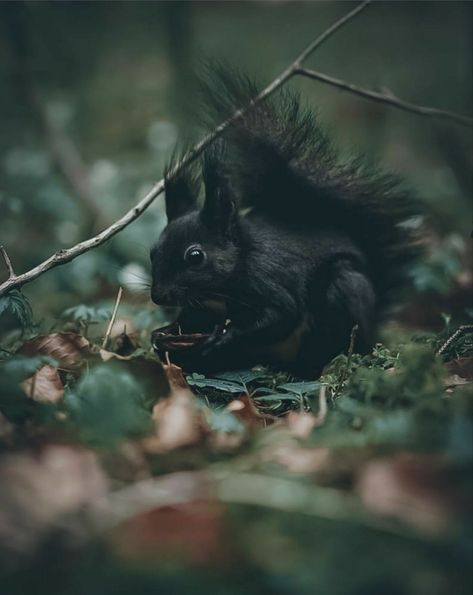 Black Squirrel, L Wallpaper, Incredible Creatures, Forest Creatures, Black Animals, Woodland Creatures, Rodents, Cute Creatures, Sweet Animals