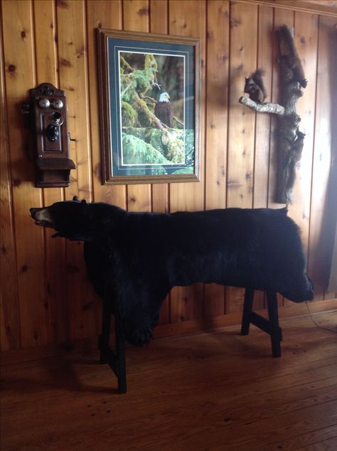 Marks bear rug displayed on a stand he made. Original antique telephone, eagle picture, and 3 mounted black squirrels, rustic cottage lake house lodge Bear Mounts Ideas, Farmhouse Apartment Ideas, Bear Rug Taxidermy, Rustic Farmhouse Apartment, Faux Bear Skin Rug, Taxidermy Bear, Bear Skin Rug, Bear Mounts, Cabin Rugs