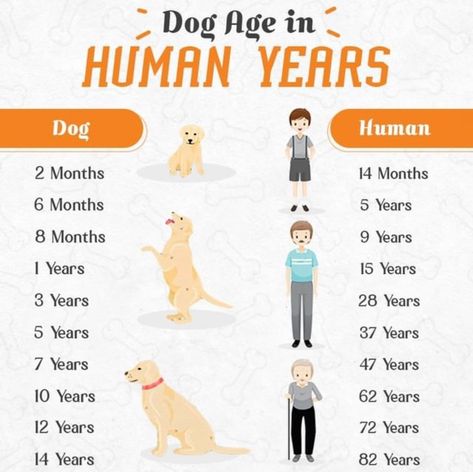 How Old Is Your Dog In Human Years, Dog Ages, Year 7, Dog Years, Small Puppies, Dog Life, Puppies, Human, Dogs