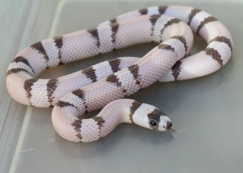 Honduran Milk Snake, Milk Snake, Reptiles, Profile Picture, Ghost, Milk, Animals