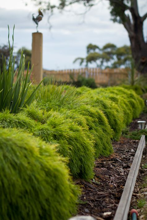 Acacia 'Limelight' • Great for hedging and borders • Superb performer for tubs and containers • Mass planted for stunning lush effect • Hardy for commercial landscape applications Acacia Cognata, Japanese Style Garden, Australian Native Garden, Australian Plants, Australian Garden, Australian Native Plants, Coastal Gardens, Border Plants, Plant Ideas