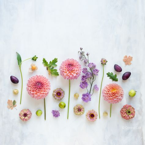 autumn_col9782_edit Flower Flatlay, Flowers Flatlay, Floral Flatlay, Routine Tips, Visual Storytelling, Pretty Designs, Floral Image, Floral Photography, The Foundation