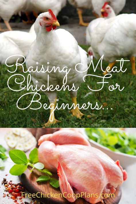 Raising Chicken For Meat, How To Raise Meat Chickens, Raising Meat Birds, Raising Chickens For Meat, Raising Meat Chickens For Beginners, Meat Chickens Raising, Best Meat Chickens, Meat Chicken Coop, Processing Chickens