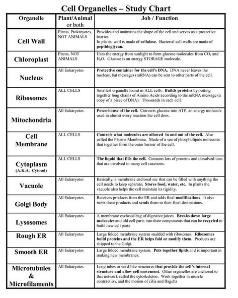 Cell Parts And Functions, Animal Cell Organelles, Graphing Quadratics, Science Cells, Cell Parts, Cells Worksheet, Cell Organelles, Biology Worksheet, Eukaryotic Cell