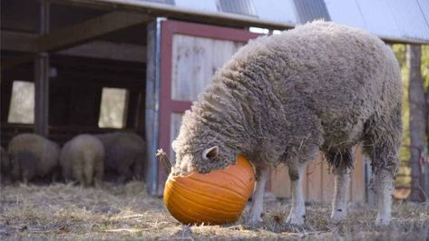 Creating An Enriching Life For Sheep - The Open Sanctuary Project Sheep Face, Large Stuffed Animals, Farm Sanctuary, Hobby Farm, Animal Sanctuary, Hobby Farms, Farm Animals, Sheep