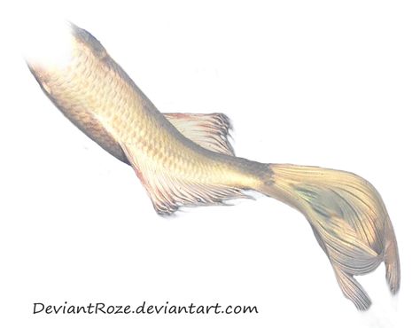 Mermaid Tail 06 (White Koi) by DeviantRoze on DeviantArt Mermaid Tail Aesthetic, Red Mermaid Tail, White Mermaid Tail, Mermaid Tail Drawing, Tail Drawing, Mermaid Ideas, Picsart Png, Ancient Greek Sculpture, Doll Halloween Costume