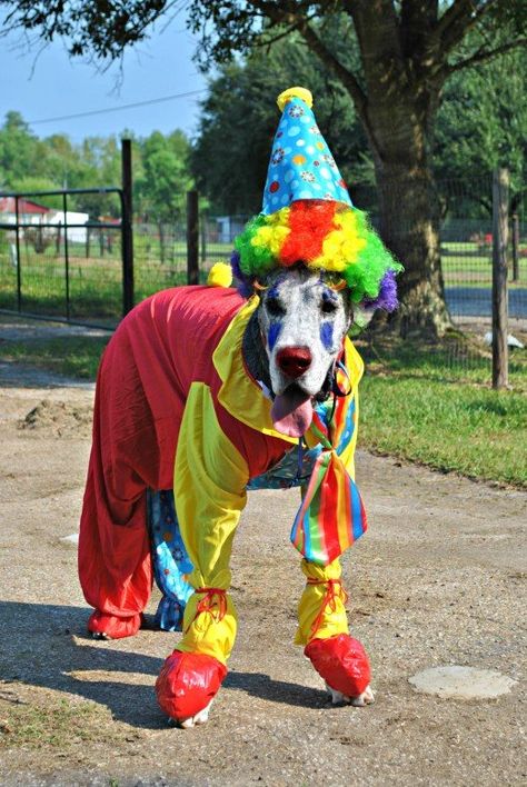 Great Dane Costume, Great Dane Funny, Best Dog Costumes, Clown Costumes, Clown Halloween Costumes, Dane Puppies, Great Danes, Great Dane Puppy, Dane Dog