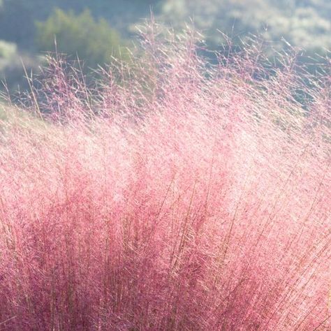 TLC Garden on Instagram: "Looking to make a statement? Pink Muhly Grass is a perennial ornamental fast-growing grass that shows out in Oklahoma wind! Pretty in pink and loves full sun! Pretty in pink, and will grow to 3′. Blooming pink-to-purple each fall, this showstopper is available at TLC!" Pink Grass Aesthetic, Pink Muhly Grass Landscapes, Pink Muhly, Dubai Hills, Hills Landscape, Pink Grass, Growing Grass, Perennial Grasses, Grass Wallpaper