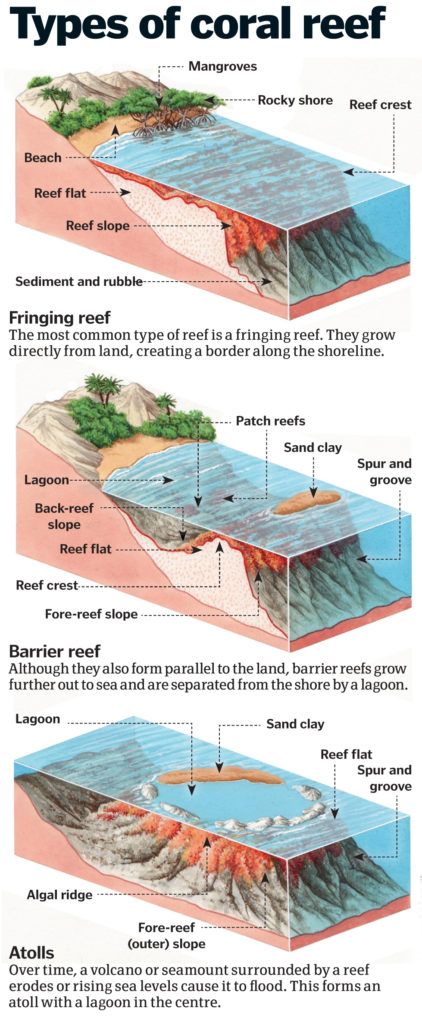 Coral reefs: Exploring the rainforest of the seas – How It Works Types Of Coral, Coral Reef Drawing, Drawing Jellyfish, Basic Geography, Goblin Queen, Ias Study Material, Tectonic Plates, Physical Geography, Geography Map