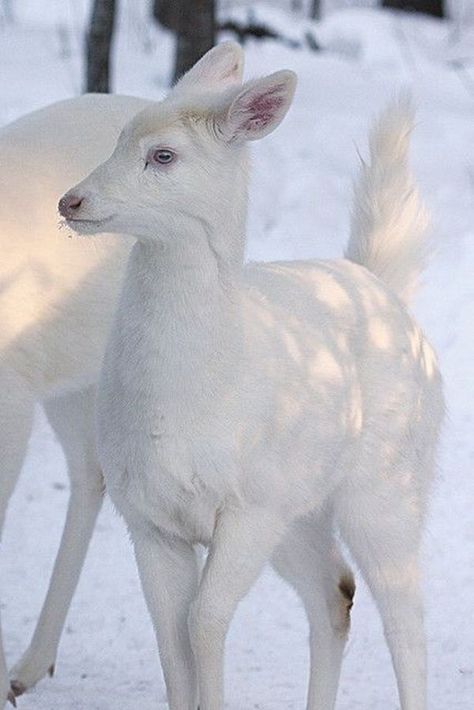 Albino Deer, Rare Albino Animals, Deer Logo, Deer Photos, Deer Pictures, White Animals, Albino Animals, White Deer, Cool Animals