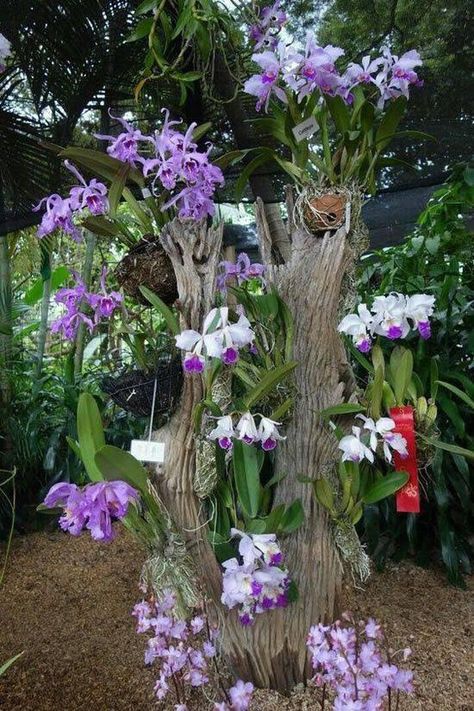 Orchid House, Orchid Tree, Natural Landscaping, Orchid Planters, نباتات منزلية, Growing Orchids, Orchids Garden, Garden Yard Ideas, Beautiful Orchids