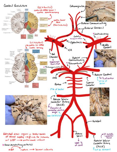 Circle of Willis Brain Anatomy And Function, Circle Of Willis, Med School Study, Sistem Saraf, Medical School Life, Medicine Notes, Medicine Studies, Basic Anatomy And Physiology, Medical Student Study