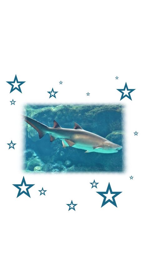 Shark Ios 16 Wallpaper, Shark Ocean Wallpaper, Cute Shark Background, Cute Shark Wallpaper Iphone Wallpapers, Silly Shark Wallpaper, Shark Wallpaper Ipad, Tiger Shark Wallpaper, Oceancore Wallpaper, Aesthetic Shark Wallpaper