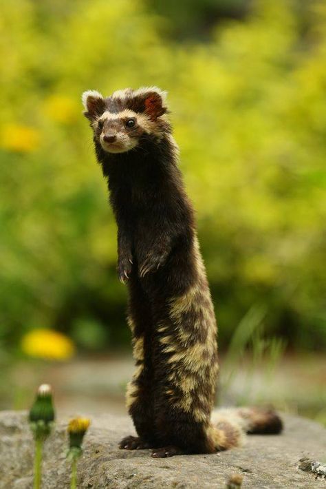 Cyanogaster noctivaga is a species of characin native to the Rio Negro, Brazil. Its scientific name translates as the blue-bellied night wanderer, referring to its unique appearance and nocturnal habits. Marbled Polecat, Magdeburg Germany, A Ferret, Interesting Animals, Unusual Animals, Rare Animals, Pretty Animals, Majestic Animals, Silly Animals