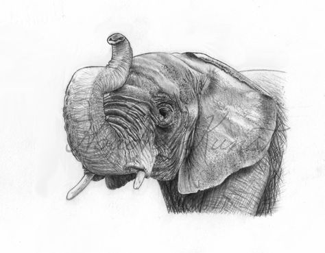 Elephant Trunk Up Drawing, Elephant Tattoo Trunk Up, Elephant Head Drawing, Elephant Art Drawing, African Drawings, Elephant Sketch, Drawing Eyes, Pencil Drawings Of Girls, Drawing Heads