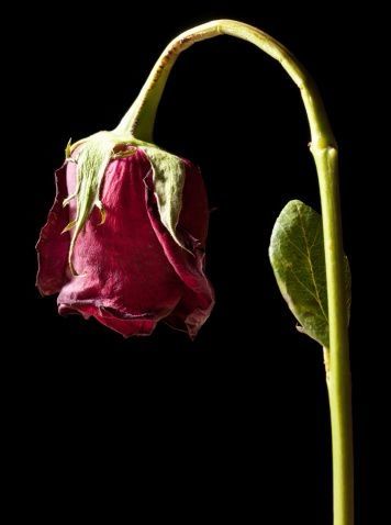 Wilting Rose, Waiting By The Door, Mafia Wattpad, Dead Rose, Broken Rose, Wilted Rose, Wilted Flowers, Growth And Decay, Rosé Aesthetic