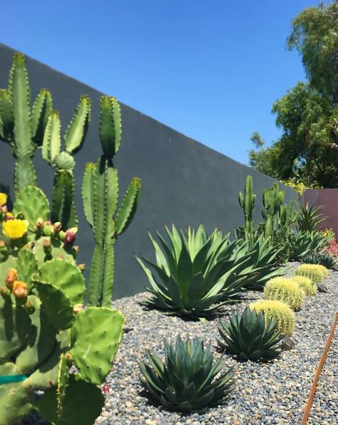 Simple Desert Landscaping, Architecture Studio Design, Desert Plants Landscaping, Cactus Garden Design, Desert Landscaping Backyard, Desert Landscape Design, Simple Desert, Cactus Garden Landscaping, Backyard Landscape Design