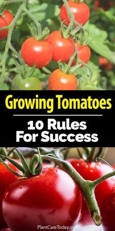 When planting tomato Tanaman Tomat, Growing Cherry Tomatoes, Grow Tomatoes Indoors, Plantarea Legumelor, Growing Tomatoes Indoors, Growing Tomatoes From Seed, Tomatoes Growing, Growing Tomato, Tips For Growing Tomatoes