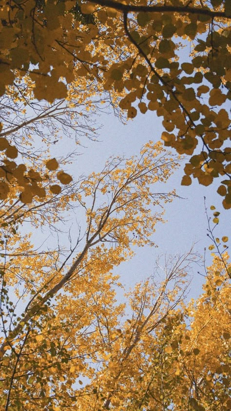 Scenery Lockscreen, August Aesthetic, Wallpaper Autumn, Autumn Scenery, Landscape Scenery, Yellow Aesthetic, Fall Wallpaper, Scenery Wallpaper, Phone Backgrounds