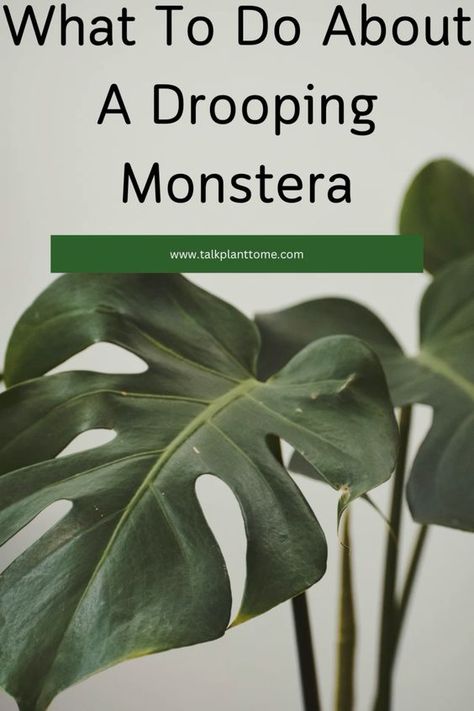 What to do about a drooping monstera! Sagging monstera plant leaves? Here’s what to do about it! Monstera Plant Care, Plant Bud, Plant Signs, Insecticidal Soap, Plant Problems, Indoor Plant Care, Plant Guide, Indoor Jungle, Monstera Leaves