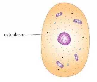 Cytoplasm: Cytoplasm contains molecules such as enzymes which are responsible for breaking down waste and also aid in metabolic activity. Cytoplasm is responsible for giving a cell its shape. It helps to fill out the cell and keeps organelles in their place. Cytoplasm Drawing, Anatomi Dan Fisiologi, Plant Cell Diagram, Cell Project, Animal Cells, Cells Project, Cell Organelles, Eukaryotic Cell, Plasma Membrane