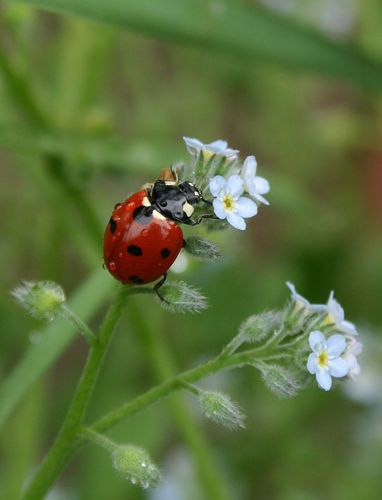 Lucky Ladybug, Baby Ladybug, Rainbow Loom Charms, Loom Charms, Wonderful Nature, Ribbon Sculpture, Painted Flower Pots, Lady Bugs, Driftwood Crafts