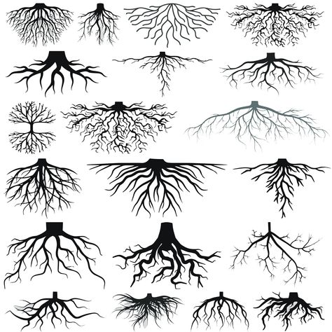 Roots Tattoo Design, Tree Roots Underground Drawing, Stay Rooted Tattoo, Fern Stencil, Plant Roots Illustration, Exposed Tree Roots, Tree Root Drawing, Tree Roots Drawing, Plant Roots Drawing