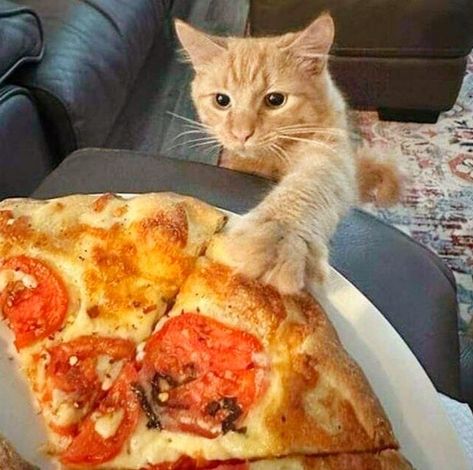 Pizza Reaction Pic, Cat Eating Human Food, Cat With Pizza, Good Morning Minions, Cat Eating Food, Cat With Food, Hehe Cat, Dylan Core, Cat Eating Pizza