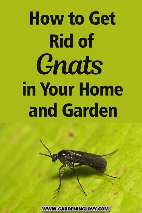 Find out what causes gnats, how to get rid of them and how to make sure the gnats don't return again in this post. Gnats Outside How To Get Rid Of, Kill Nats, How To Get Rid Of Gnats Outside, Diy Gnat Spray For Plants, Essential Oils To Get Rid Of Gnats, How To Catch Gnats, Killing Gnats, How To Kill Gnats, Gnat Spray