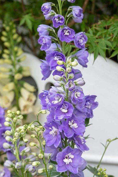 Delphiniums are available in a variety of colors including purple, pink, blue, and even white. If you want to plant dazzling columns of color but don't know what variety to choose, discover 10 of the best cultivars and choose your favorites now on Gardener's Path. #delphinium #flowergarden #gardenerspath Purple Delphinium, Flower Identification, Backyard Plants, Purple Garden, Spray Roses, Delphinium, Wedding Flower Arrangements, Flower Beds, Flower Pictures